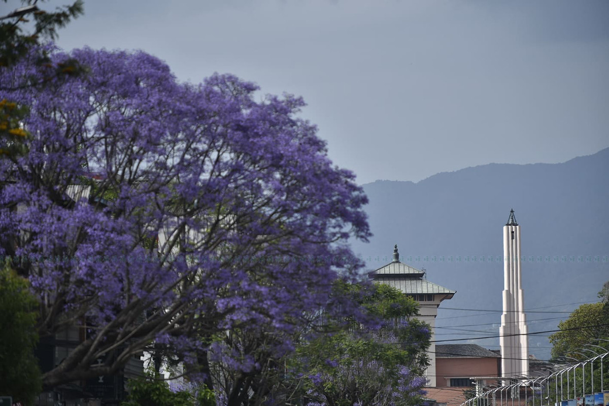 https://raracms.setopati.com/uploads/shares/2020/sujita/jacaranda/jacarranda (1).jpg